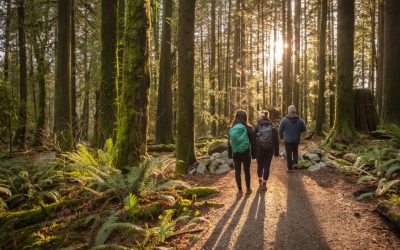 A hazai erdők jövője kiemelt kormányzati cél