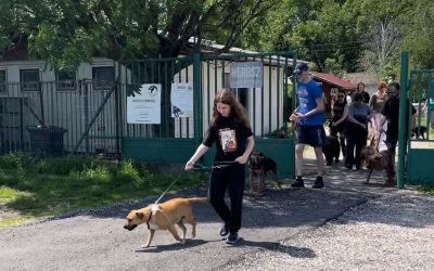Szombaton ismét lesz csoportos kutyasétáltatás a HEROSZ-nál