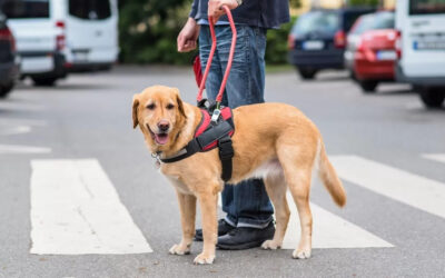 Szemléletformáló program a vakvezetőkutyák világnapján
