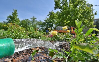 Saját kútból, folyamatosan öntözi a Városgondnokság a közterületi növényeket