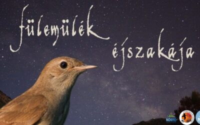 Fülemülék éjszakája csütörtökön a Sóstón