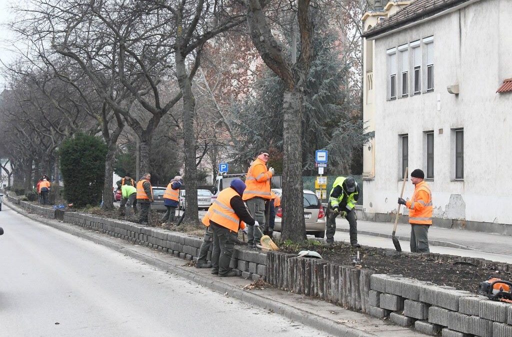 Válogatott évelő növényeket ültetnek a Rákóczi úti fasor alá